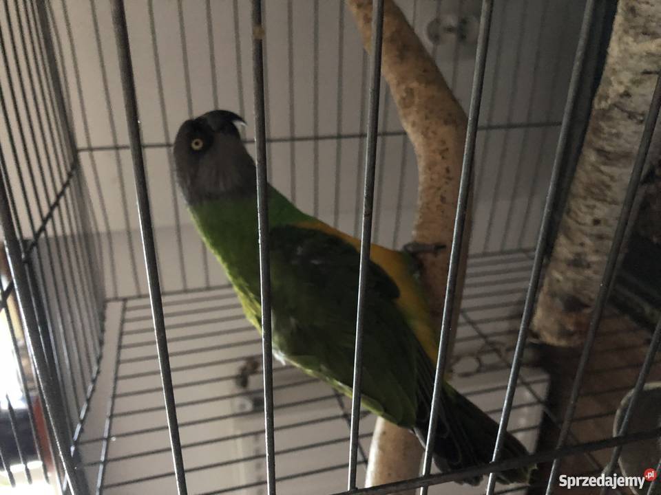 Afrykanka Senegalska oswojona gadająca mazowieckie Piaseczno