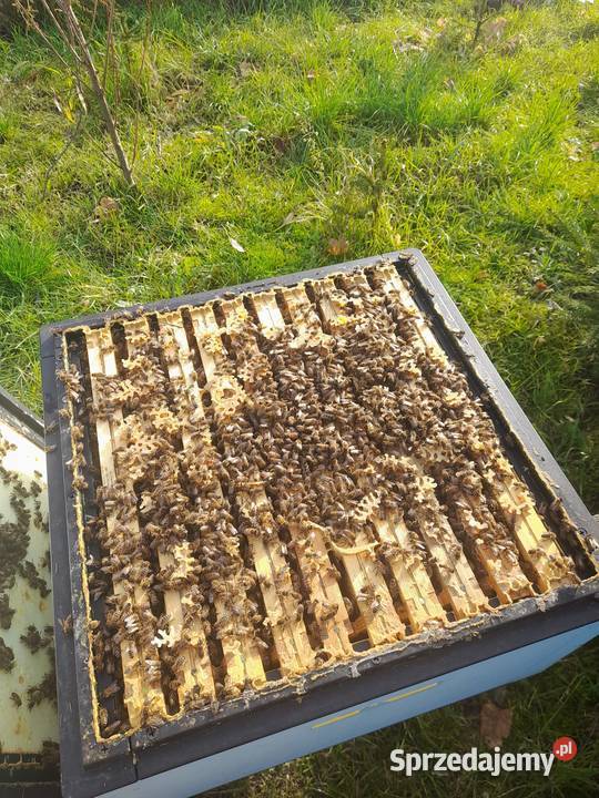 Przezimowane Rodziny Pszczele wielkopolskie Wiry