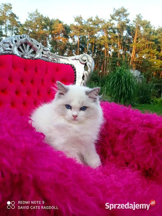 Ragdoll Kocurek Blue Bicolor FIFE FPL Ragdoll Wschowa sprzedam