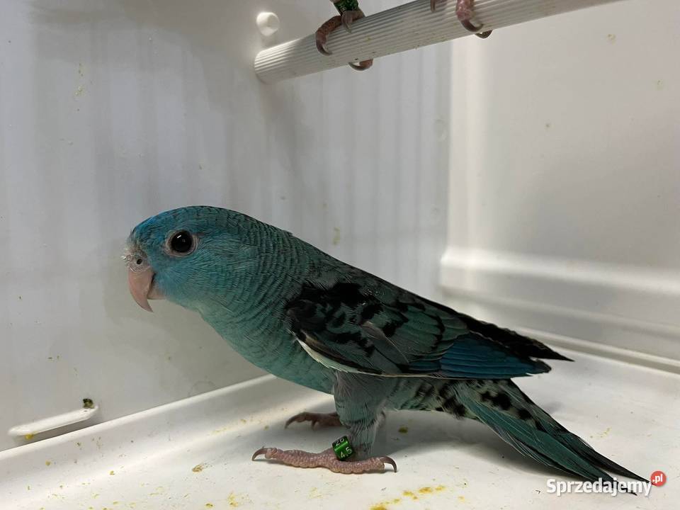 Stokówki Prążkowane Katarzynki Przeworsk sprzedam