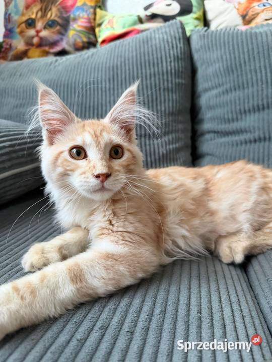 Maine Coon 3 kocurki Starogard Gdański sprzedam