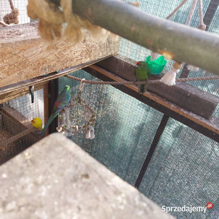 Sprzedam papugi dolnośląskie Serby