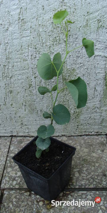 JUDASZOWIEC ALBIDA sadzonki w doniczkach Ustronie