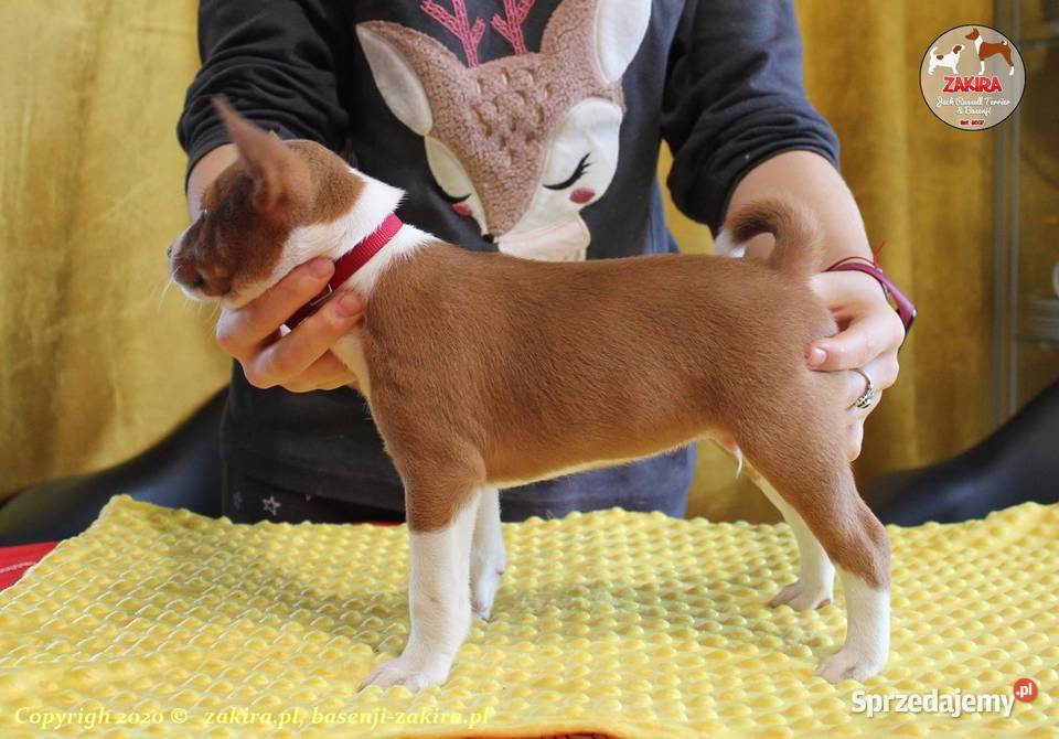 Szczenięta Basenji na Jesień MultiChampionach Ruda Śląska