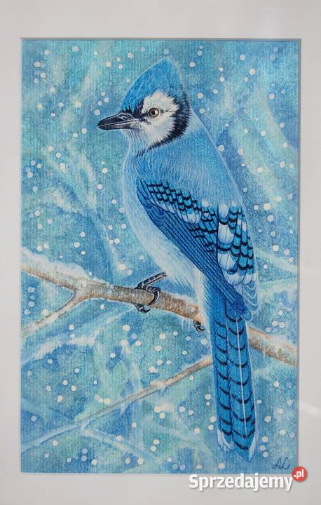 Blue Jay modrosójka błękitna ptak zima akwarela niebieski Lublin sprzedam
