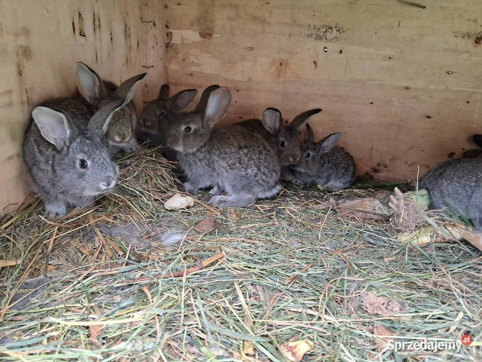 Króliki hodowlane lubelskie