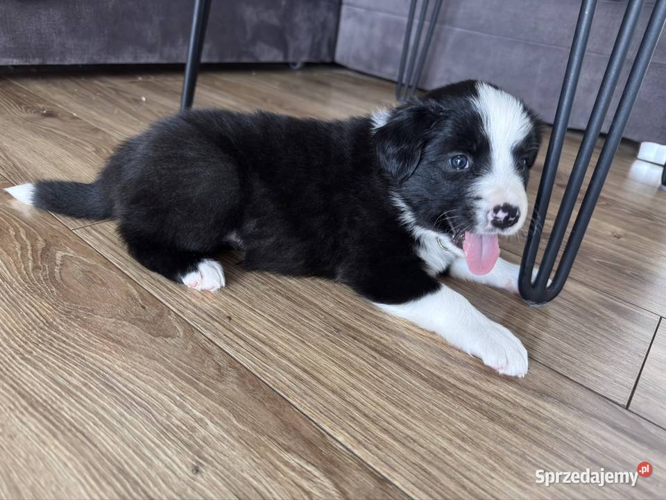 Border Collie suczka lubelskie Kamień