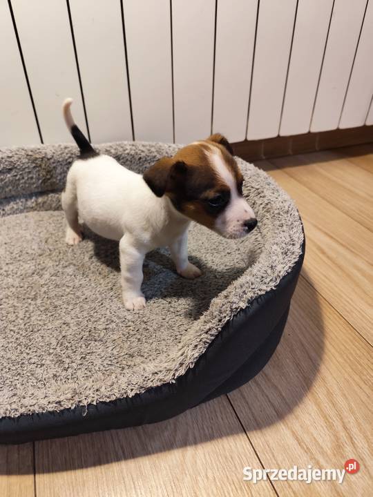Jack Russell terrier Piątek