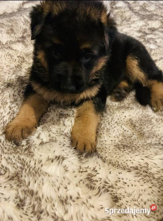 Owczarek niemiecki krótkowłosy szczeniaki Bielany Wrocławskie sprzedam