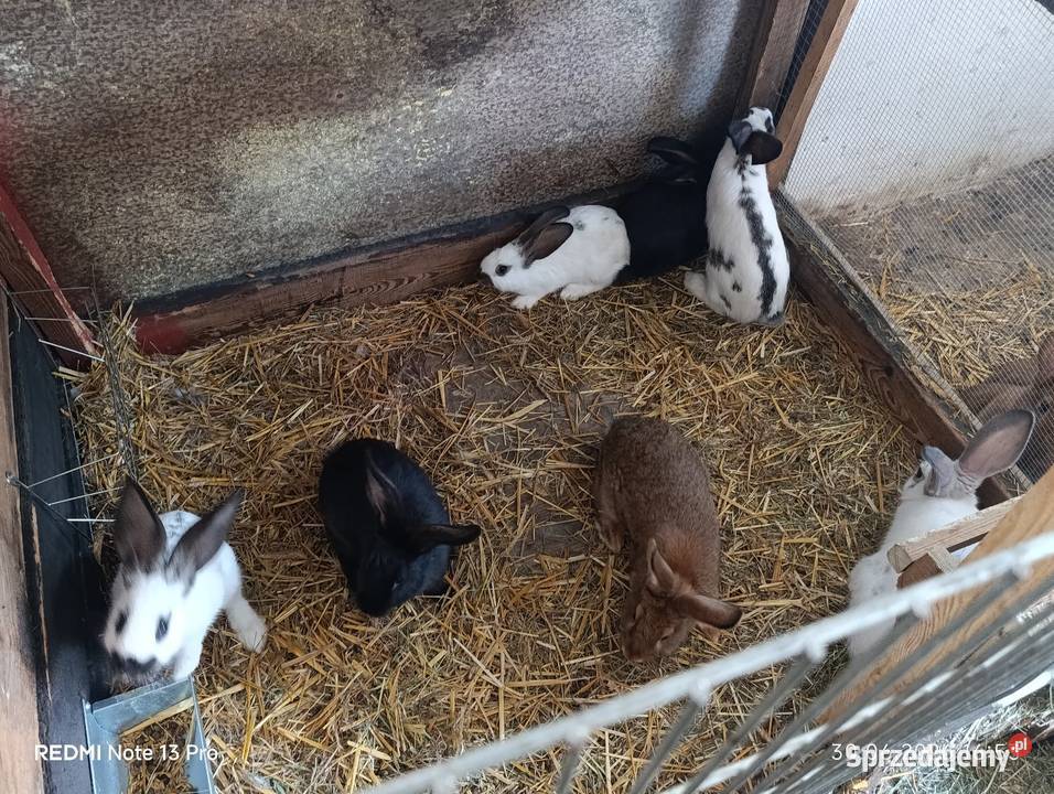 Sprzedam króliki Ciasna