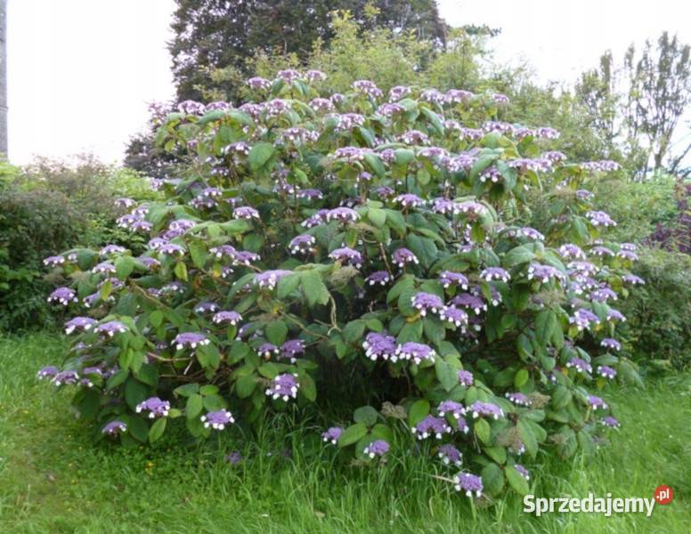 HORTENSJA KOSMATA Macrophylla sadzonki w Liściaste Ustronie