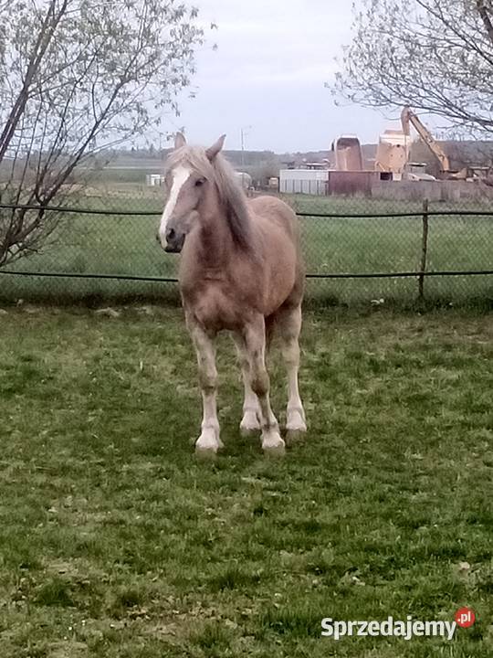Klacz zimnokrwista 3letnia Piórków