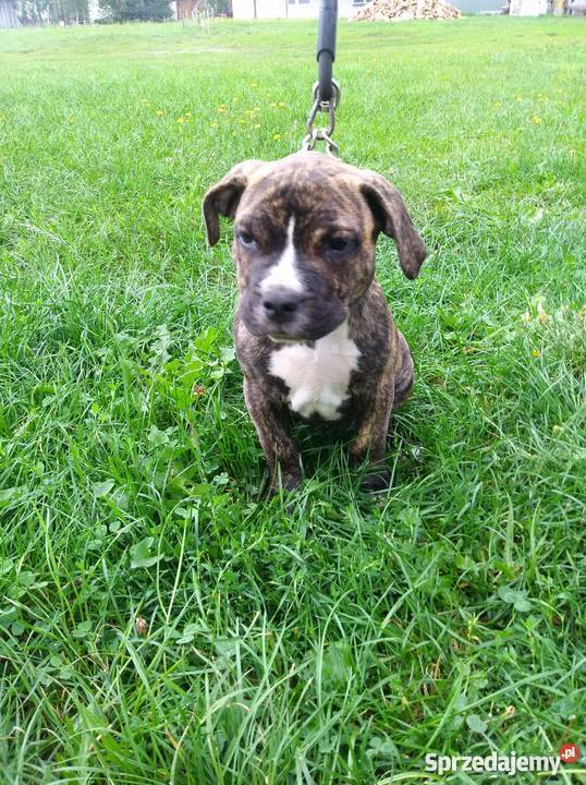 Piękne szczeniaki Amstaff 1 pies i 1 suka Amstaff Sobolew