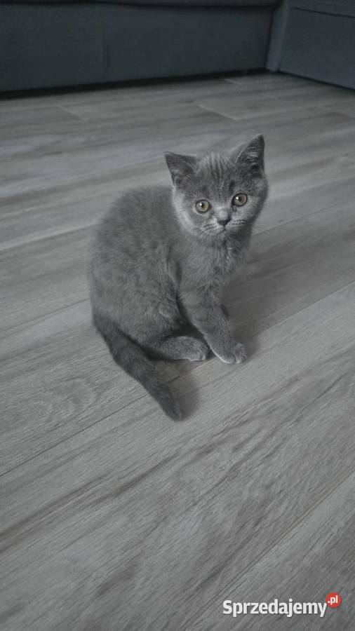 Kotki brytyjskie Kowary