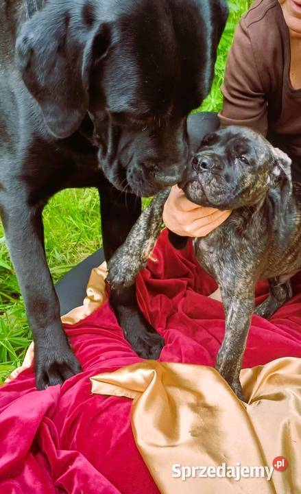 Przepiekny szczeniak Cane Corso Italiano szuka Lębork