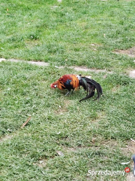 Kogut Feniks podkarpackie Jarosław