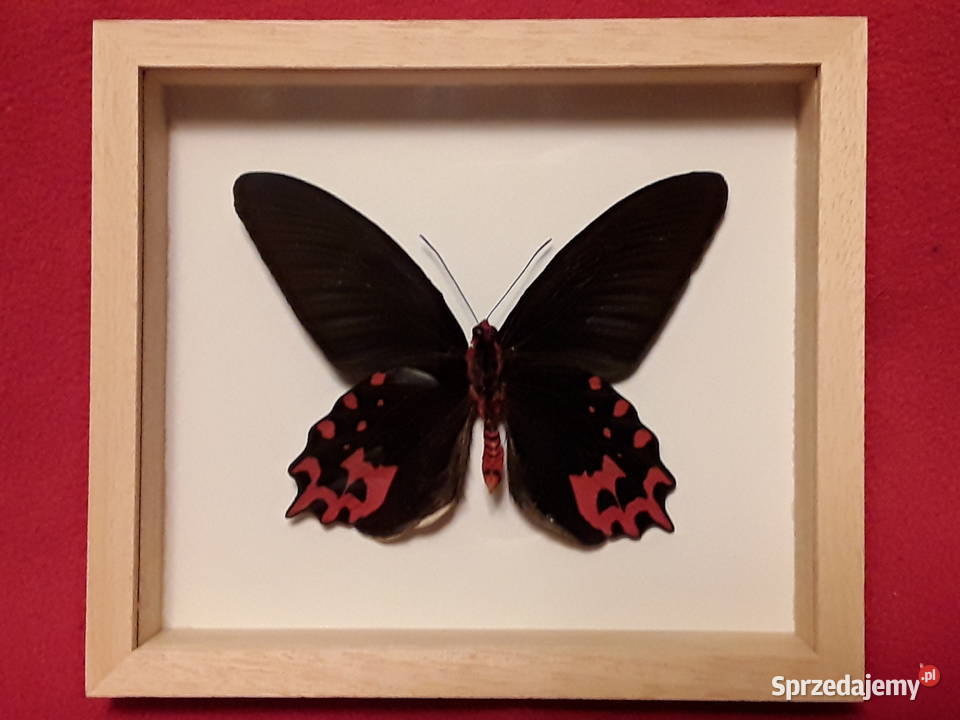 Motyl wramce 16x14 Atrophaneura semperi 110 mm Szczecin
