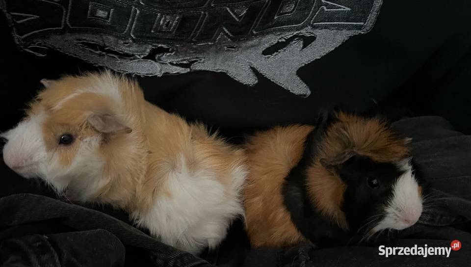 ADOPCJA ŚWINEK MORSKICH ABISYŃSKICH wymagany Gryzonie Rytel