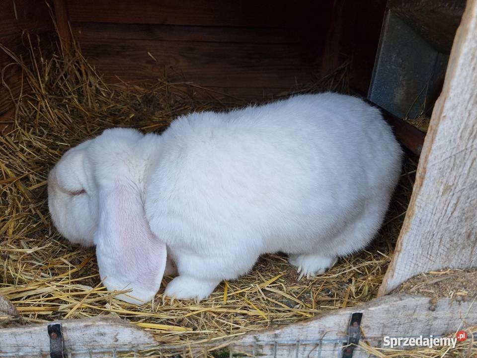 Króliki Baran francuski biały Władysławów sprzedam