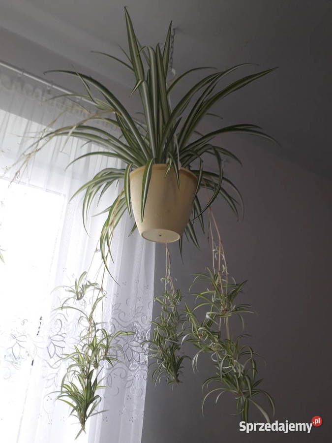 Zielistka cudna kwiat domowy śląskie Skoczów