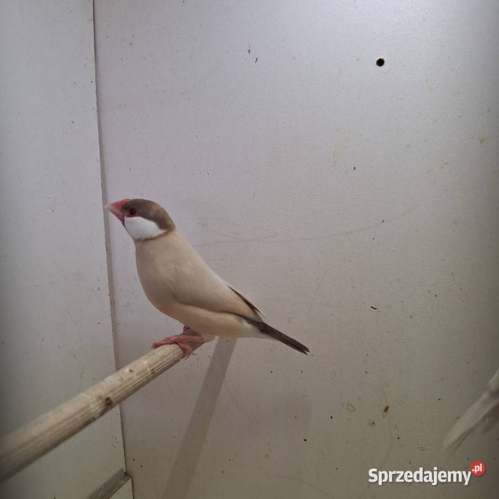 Sprzedam ryzowce Ptaki Stary Olesiec