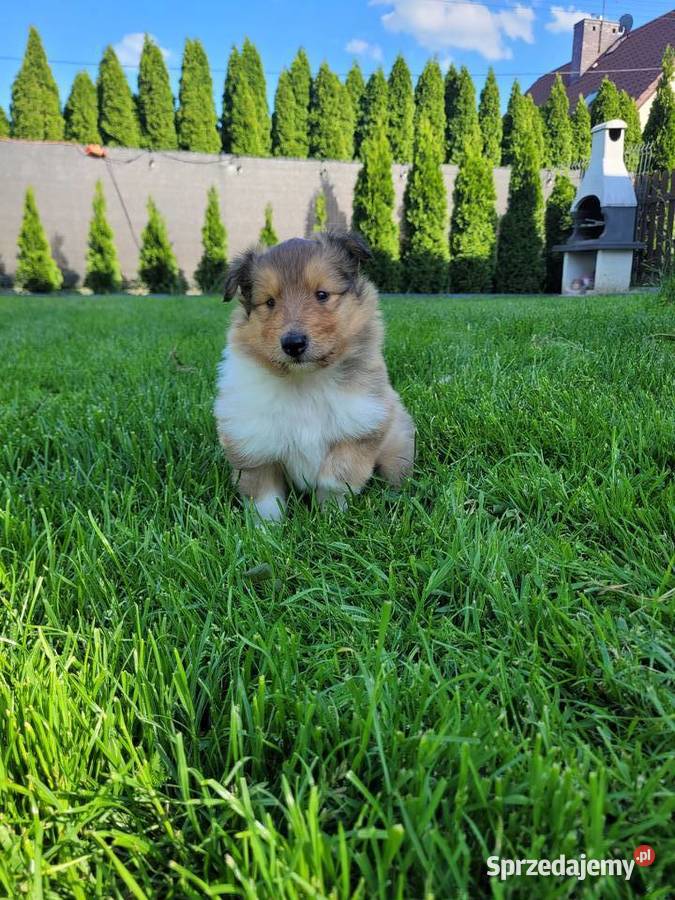 Owczarek Szkocki Długowłosy Szczenięta FCI Owczarek Dachowa