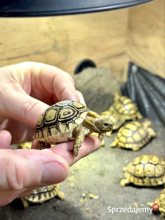 Żółwie lamparcie Jeżów Sudecki sprzedam