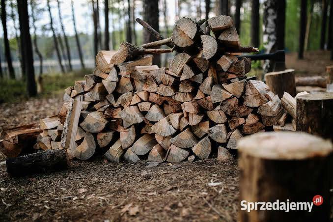 Wycinka drzew krzewów cięcie rąbanie drewna kujawsko-pomorskie Świecie
