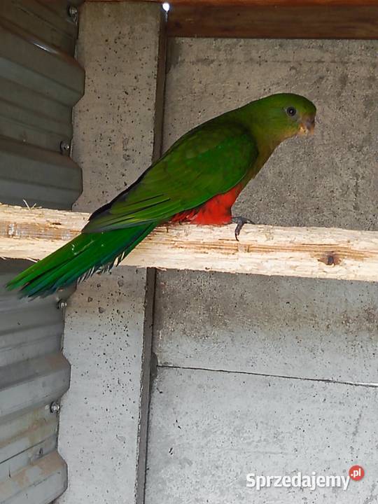 Szkarłatka Pamiątkowo sprzedam