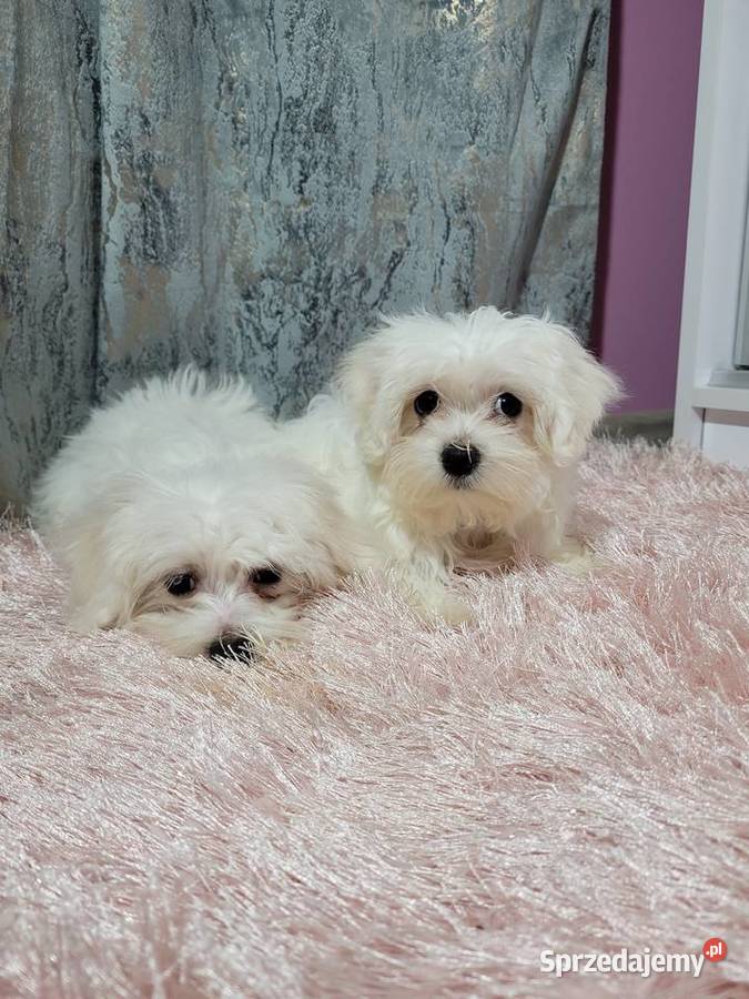 Maltańczyki pieski i suczki Maltańczyk Kraków