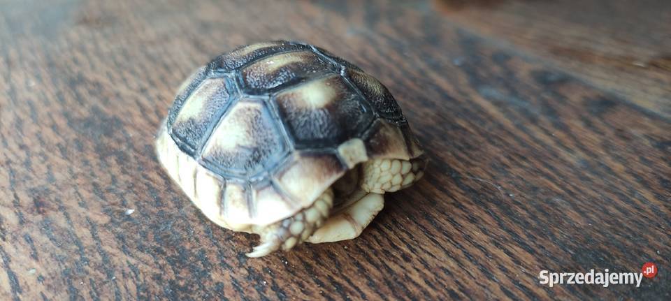 Żółw grecki Testudo hermanni sprzedam Dąbrowa Górnicza sprzedam