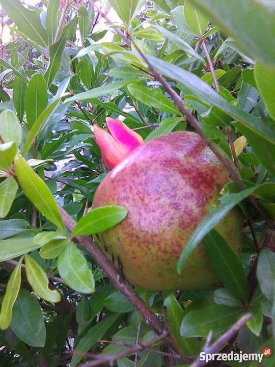 Granat Punica granatum sadzonka P9 wielkopolskie Gostyń sprzedam
