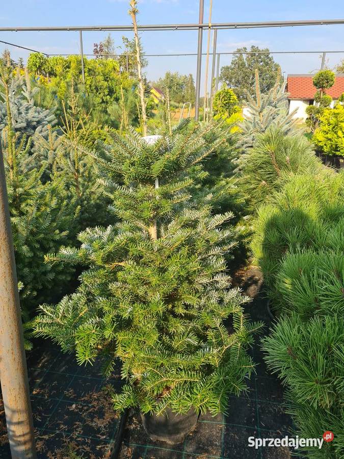 Thuja Yellow Ribbon żółta 80100 PRODUCENT Rydzyny sprzedam