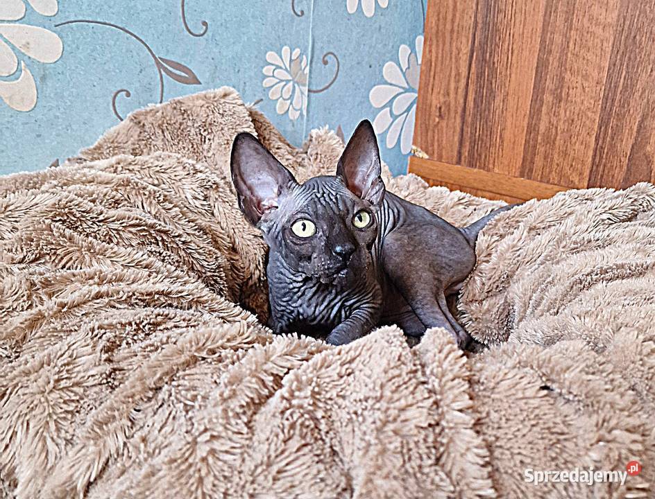 Sfinks Kanadyjski kocurek Jarocin