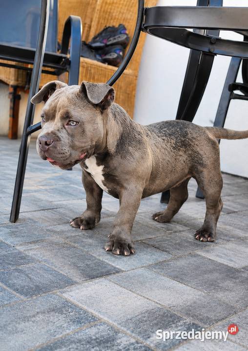American Bully Pocket