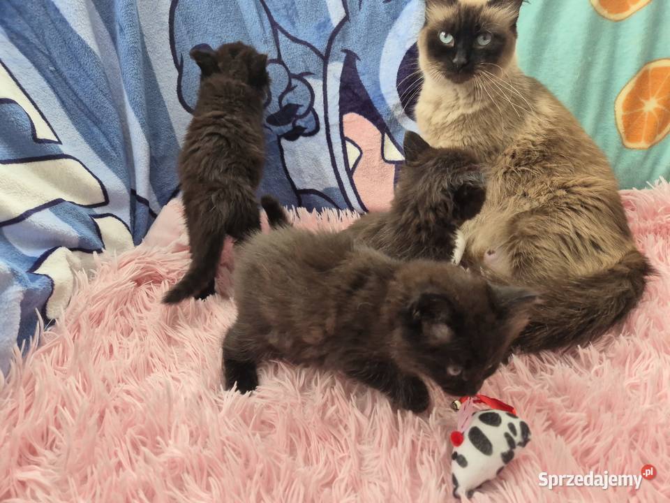 CZARNE Syberyjskie Kocurki rodowód FPL Syberyjski Stary Broniszew