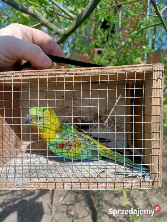 Świergotka seledynowa kujawsko-pomorskie Wąbrzeźno