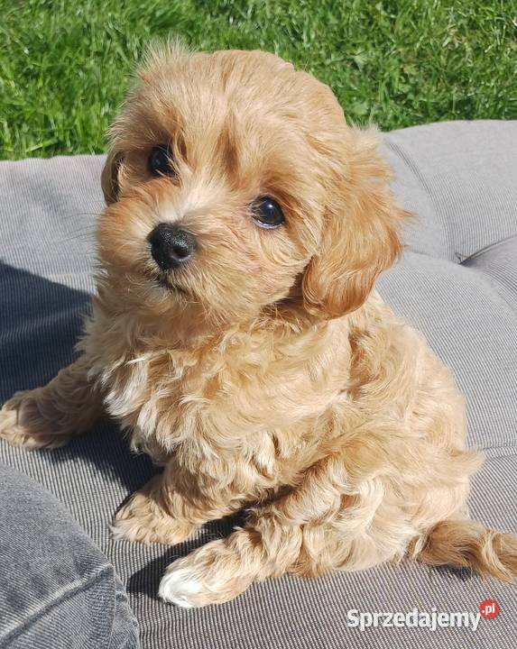 Szczenięta Maltipoo