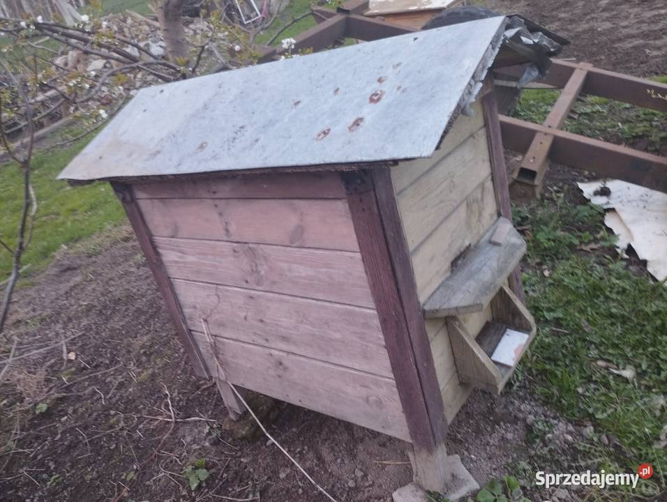 warszawski zwykły z rodziną pszczelą Jastków sprzedam