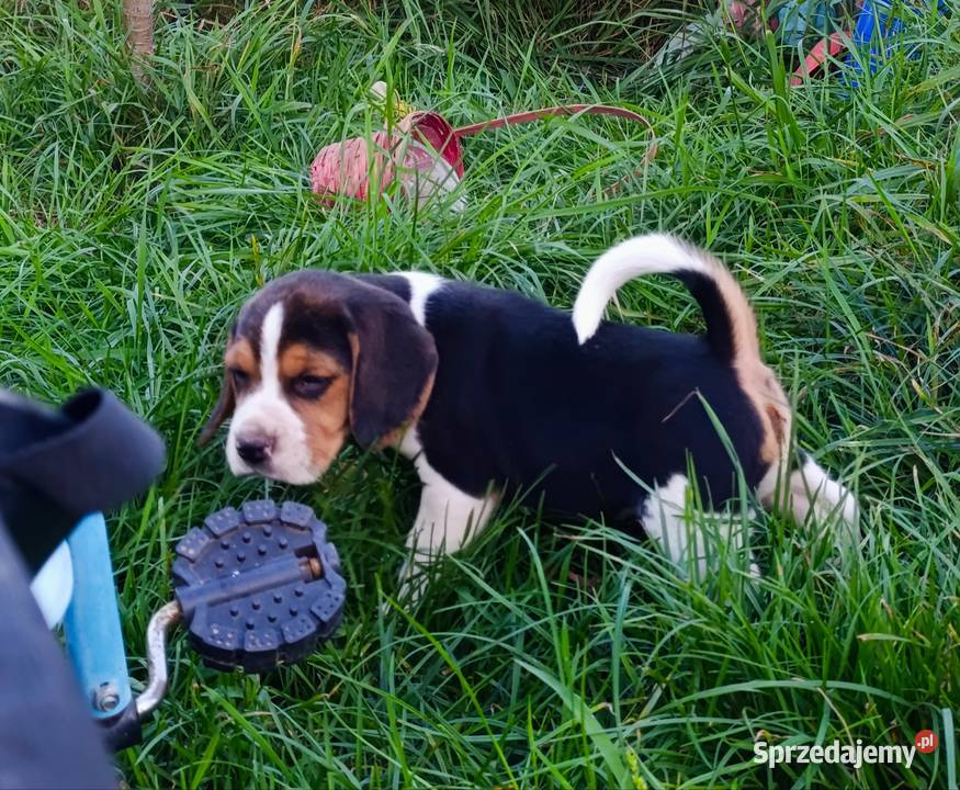 Beagle tricolor szczenięta mazowieckie sprzedam