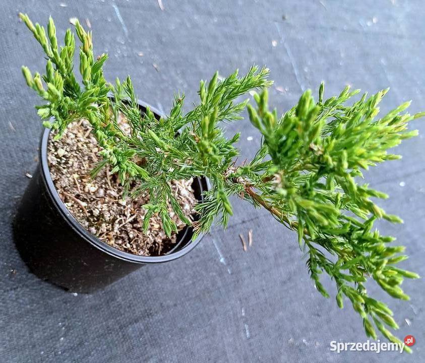 Jałowiec płożący Andorra compact w pojemnikach wielkopolskie