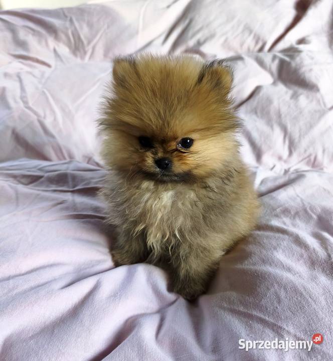 Pomeranian szpic miniaturowy Łódź