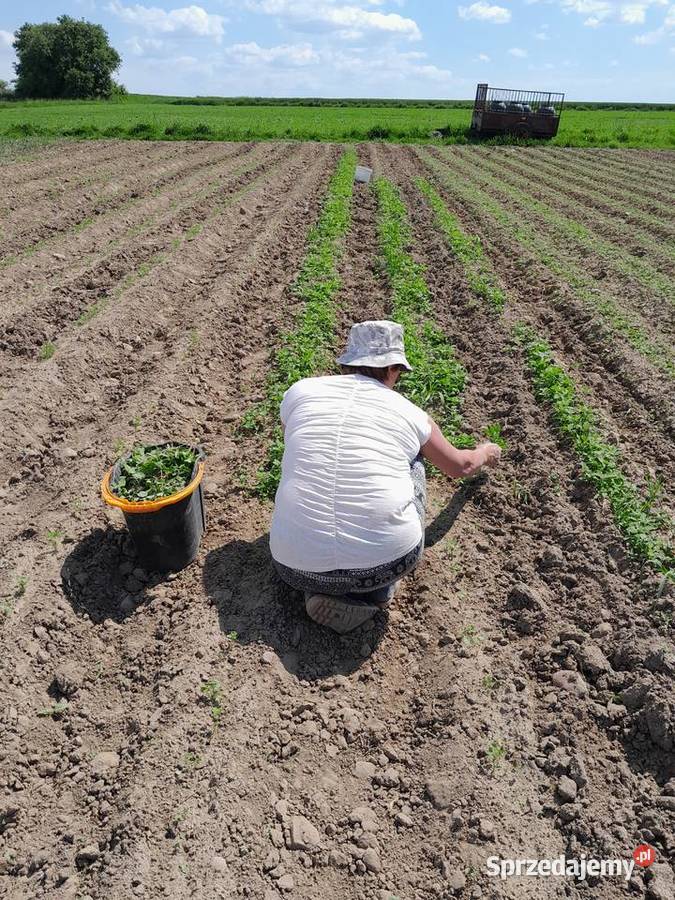 Ziemniaki warzywa Rośliny okopowe Łapy-Kołpaki
