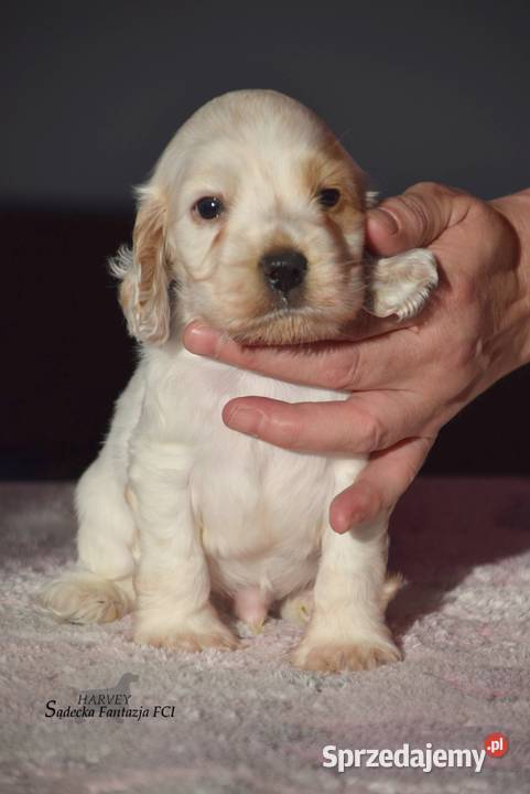 Cocker Spaniel AngielskiPiesek o Imieniu HARVEY Nowy Sącz
