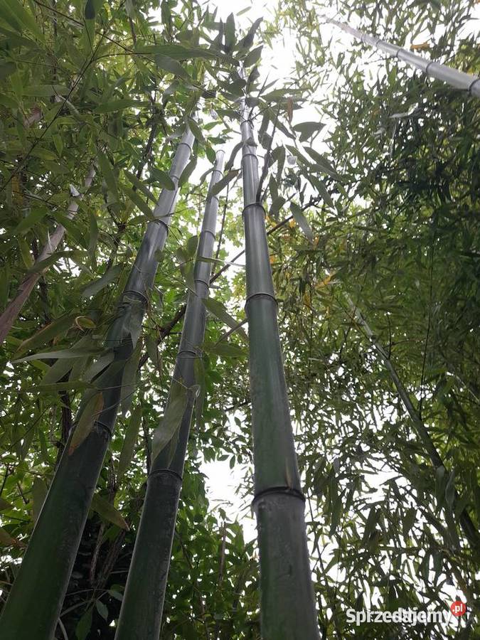 Bambusy mrozoodporne szybko rosnące zimozielone sprzedam