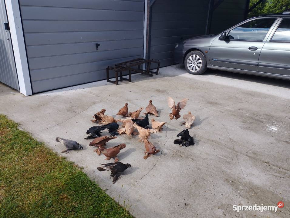 Wywrotka wschodniopruska Namysłów sprzedam