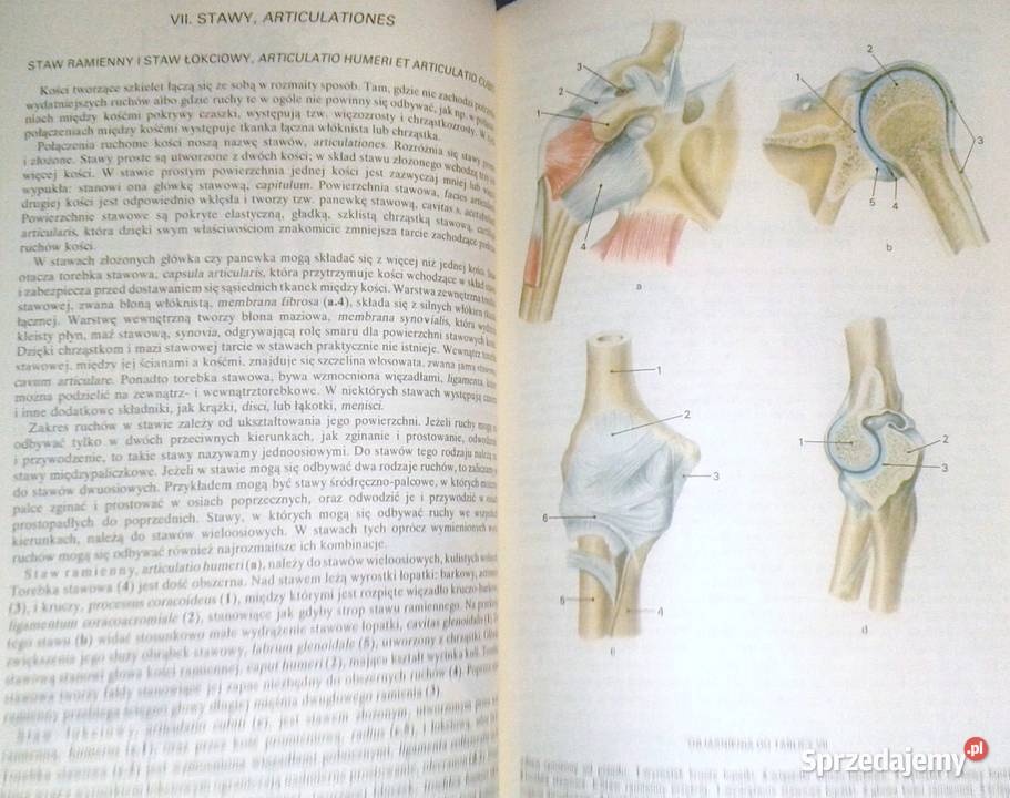 Mały atlas anatomiczny Witold Sylwanowicz Chełm