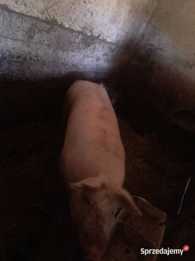 Tucznik około 180 Kąśna Górna sprzedam