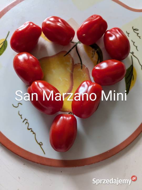 Pomidor San Marzano Mini kolekcja 2024 Plenny Nasiona małopolskie Kraków sprzedam
