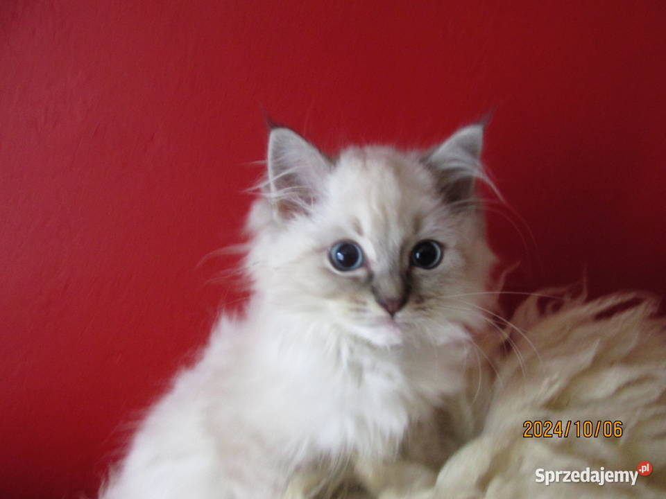 RAGDOLL Międzynarodowy Rodowód FPL Rzeszów